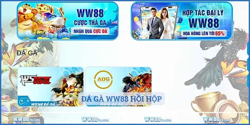 Cược thủ sẽ được tham gia vào các trận đấu gà kịch tính tại các sảnh chơi chất lượng